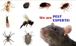 Baxter Pest Control