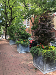 Philadelphia Arborist Tree Service