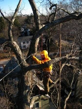 Shechtman Tree Care