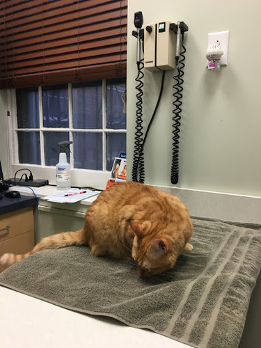 VCA Cat Hospital of Philadelphia